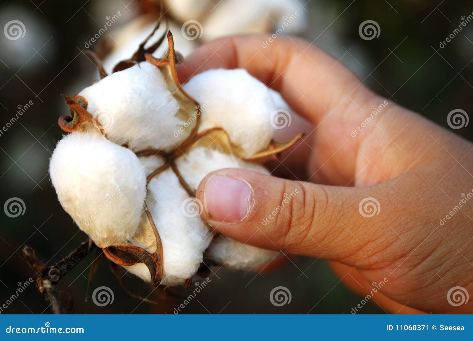 Harvesting Cotton Stock Image Image 11060371