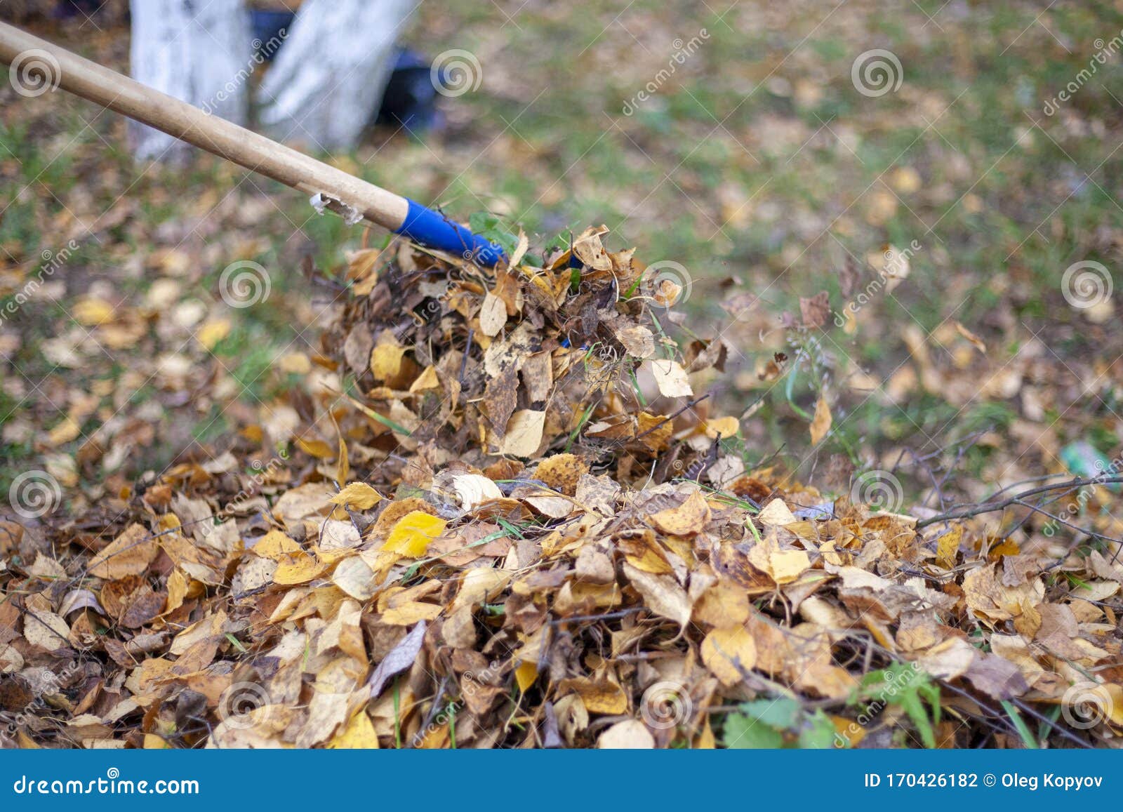 Harvesting Dry Leaves. Restoring Order on the Street Stock Photo ...