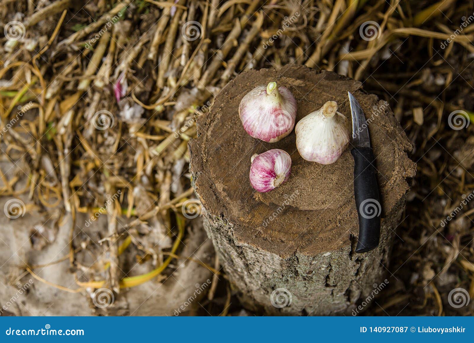 Harvesting, Drying and Processing Garlic on the Farm Stock Image