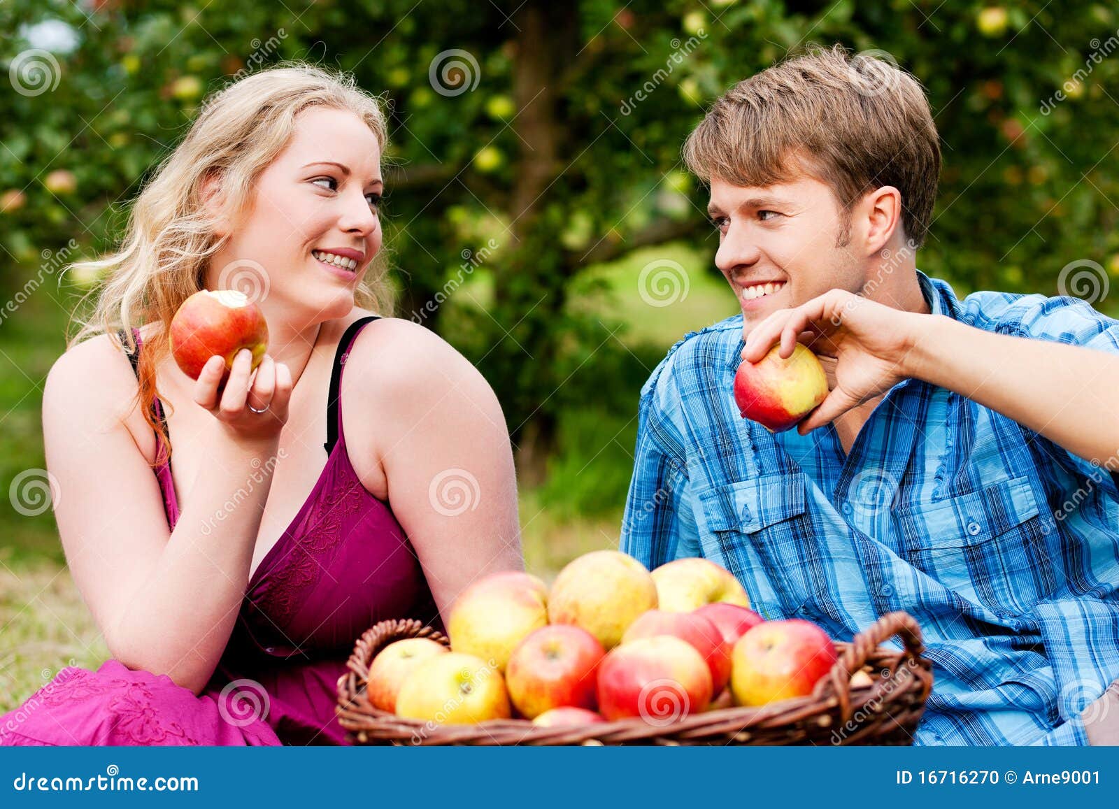 Harvesting eating apples stock photo. Image of basket 16716270