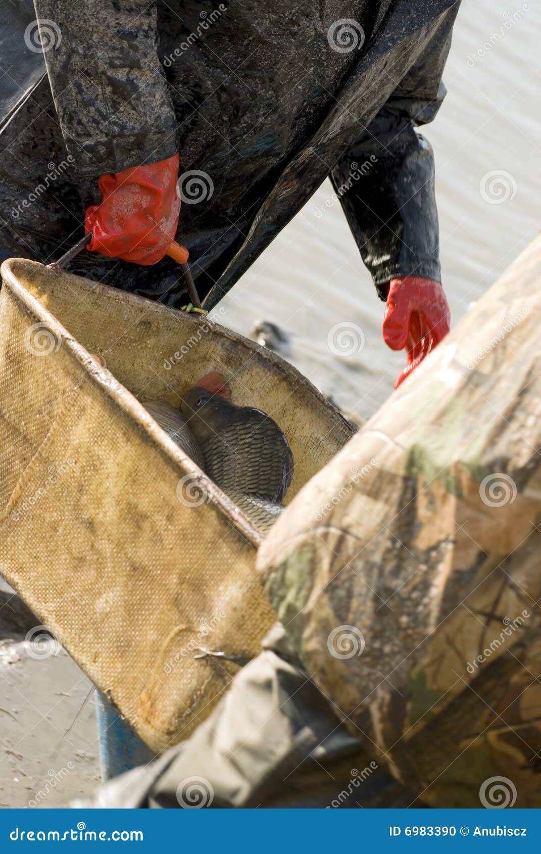 Harvesting of fish stock photo. Image of group, gills 6983390