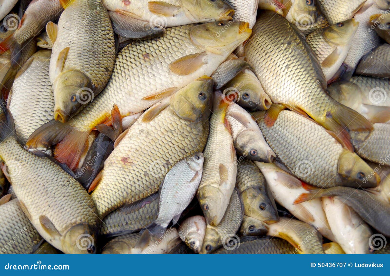 Harvesting of Fish in the Pond Stock Image - Image of animals, harvest:  50436707