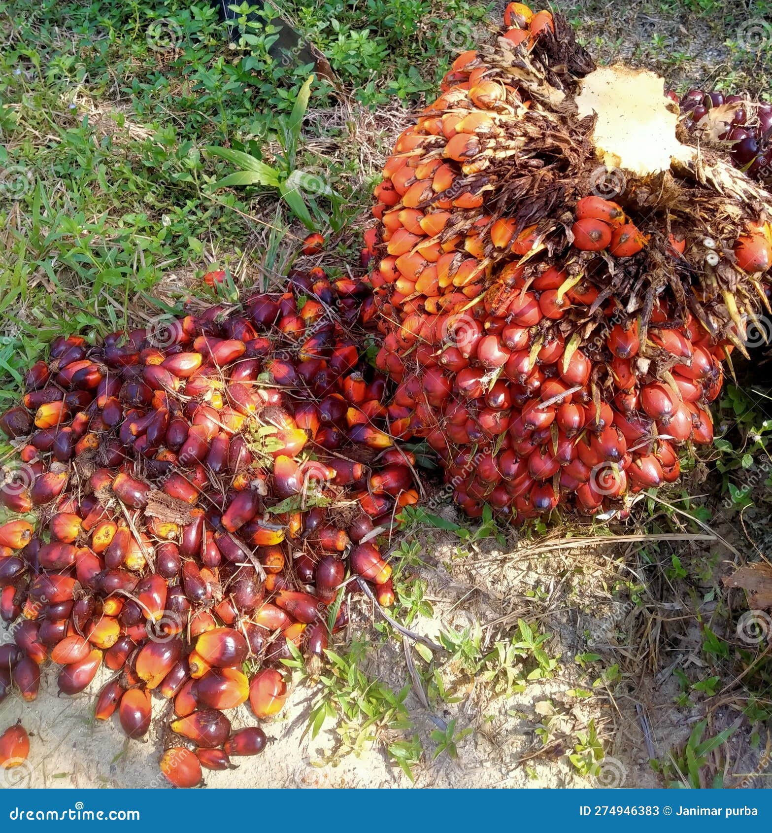 Harvesting Fresh Fruit Bunches is a Determinant of Good Oil Quality