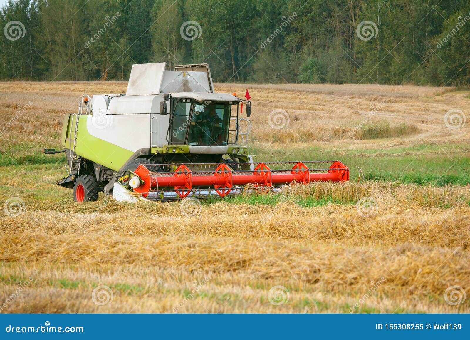Harvesting Grain Crops in the Field with Combine Harvesters Stock Image Image of harvesting