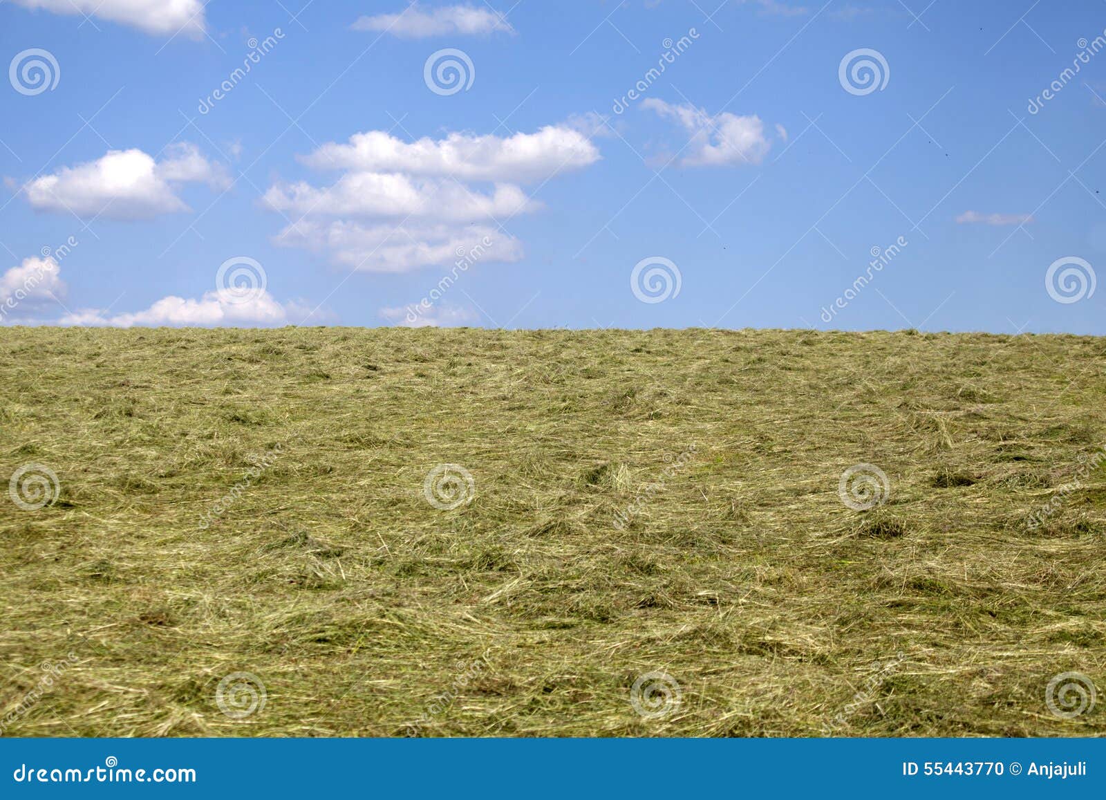 Harvesting Hay Cut Grass Drying Stock Photo Image Of Growing Mellow