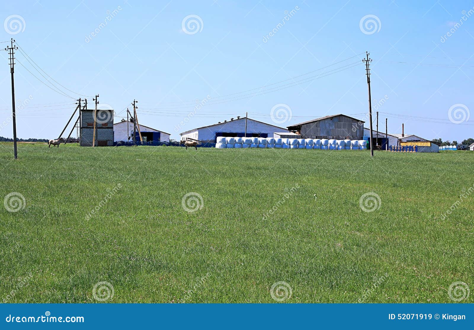 Harvesting of Hay on a Farm Stock Image Image of farm, blue 52071919