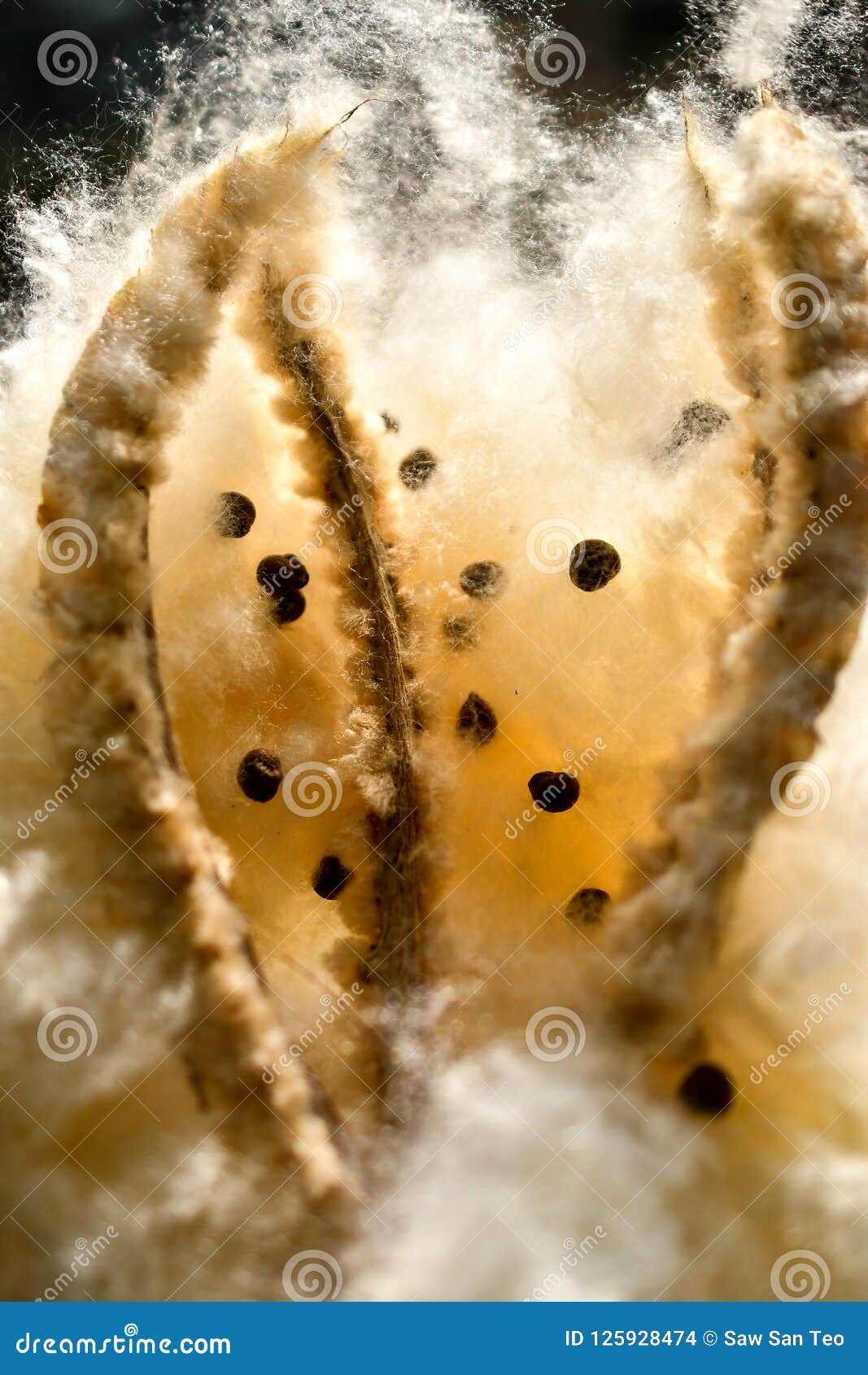 Kapok Silk Cotton Tree Seed Dispersal Stock Photo Image Of Close Bombacaceae Kapok Silk Cotton Tree Seed Dispersal Stock Photo Image Of Close Bombacaceae