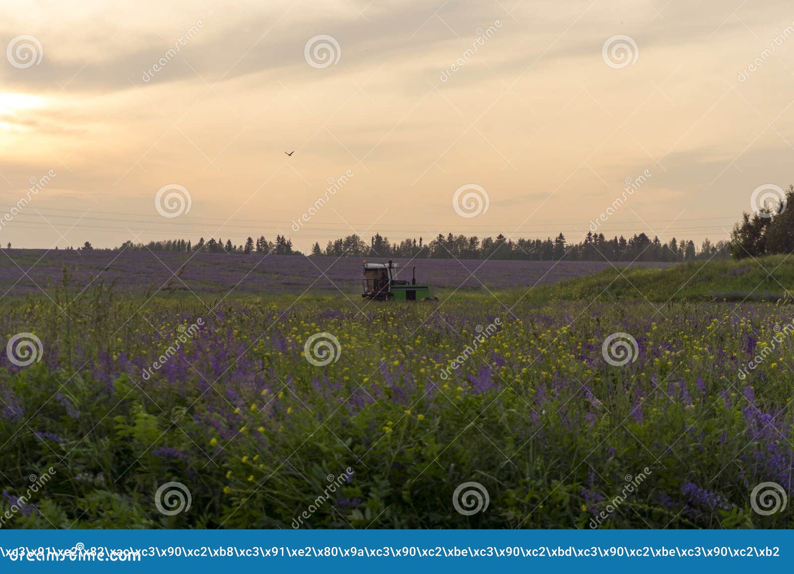 Harvesting Machine On The Field With Lucerne Stock Image Image Of Juicy Agroholding Harvesting Machine On The Field With Lucerne Stock Image Image Of Juicy Agroholding