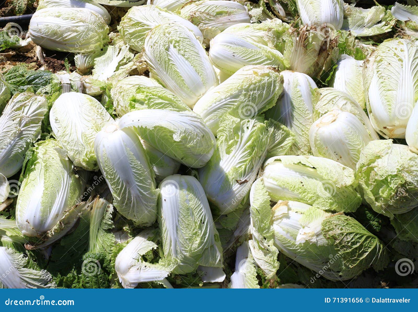 Harvesting napa cabbage stock photo. Image of garden 71391656