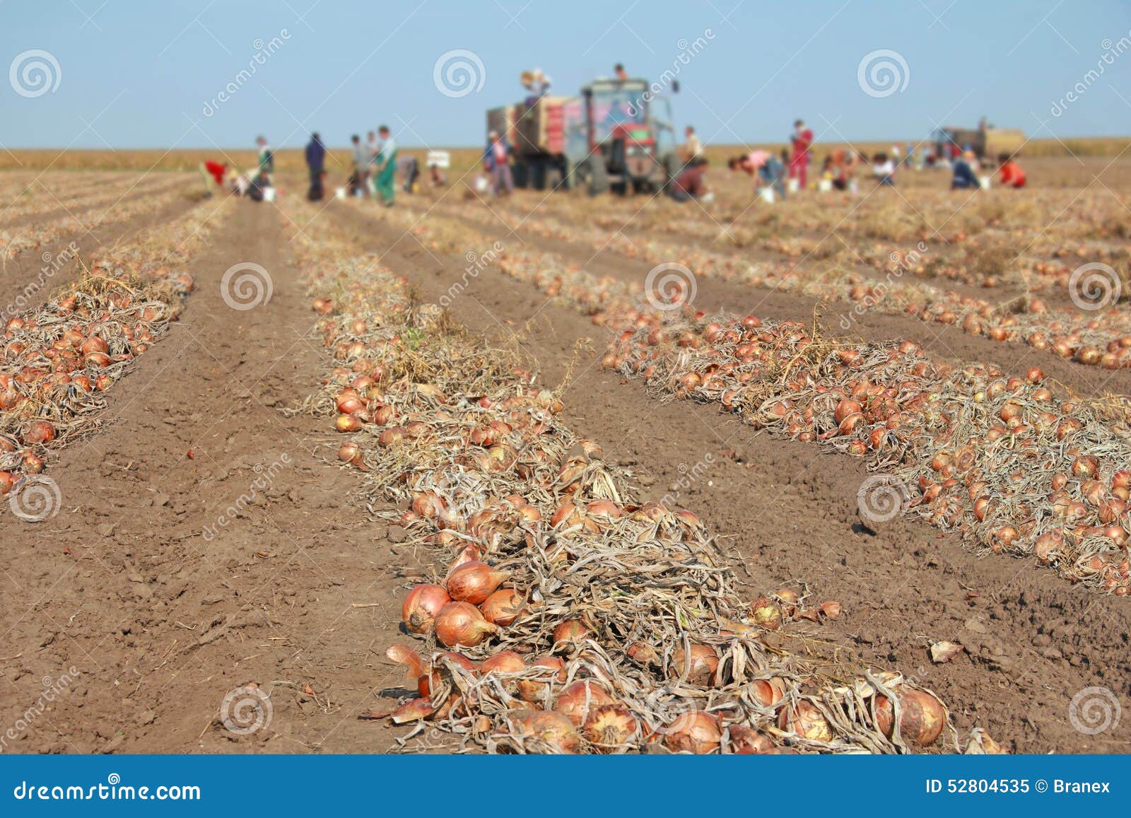Harvesting onion on field stock image. Image of group 52804535