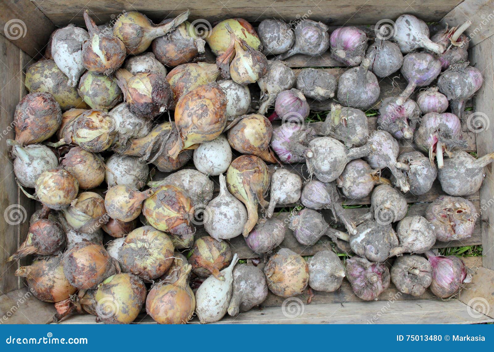 Harvesting. stock photo. Image of vegetable, food, nature 75013480