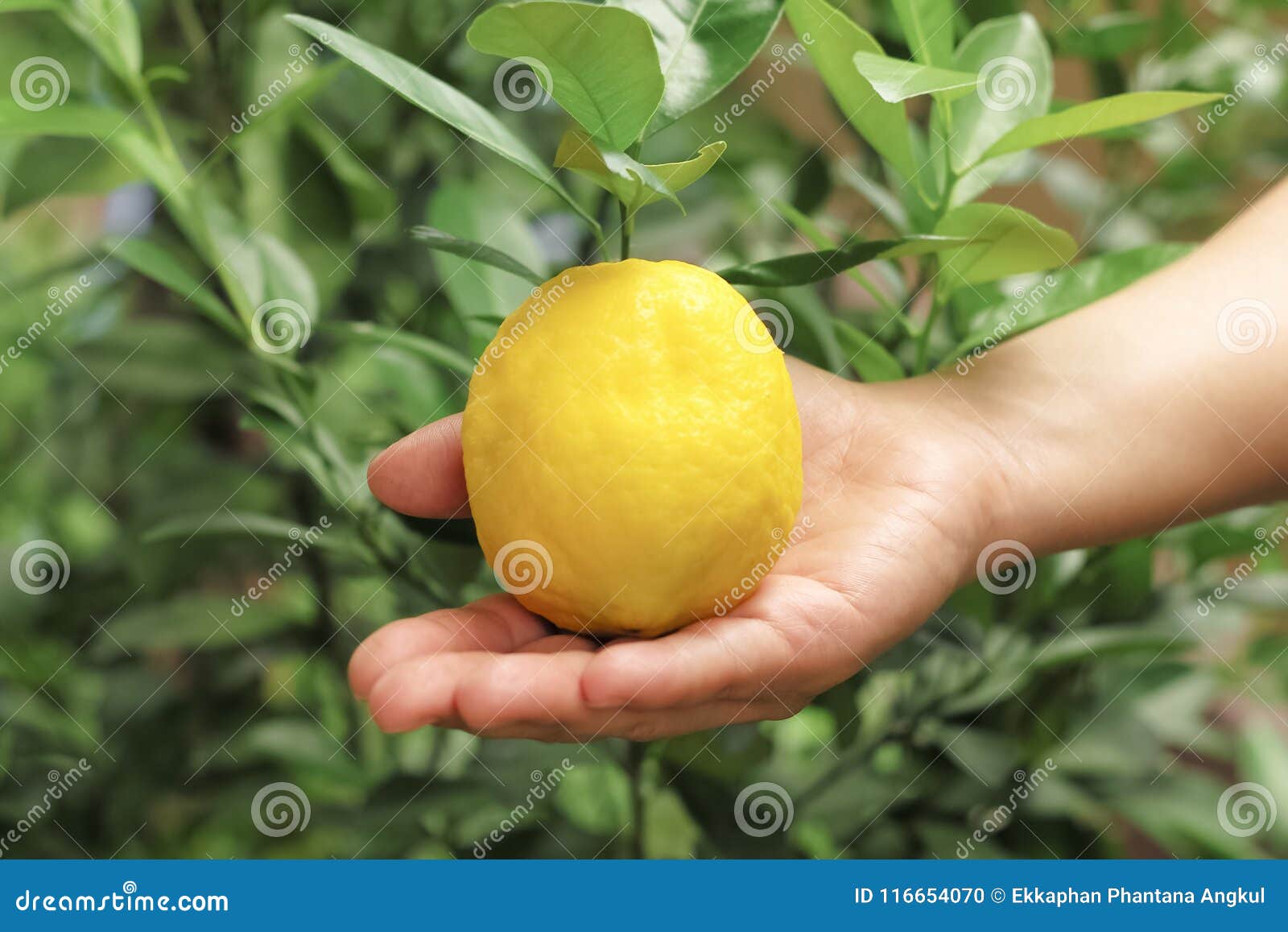 Harvesting organic lemon stock photo. Image of closeup 116654070