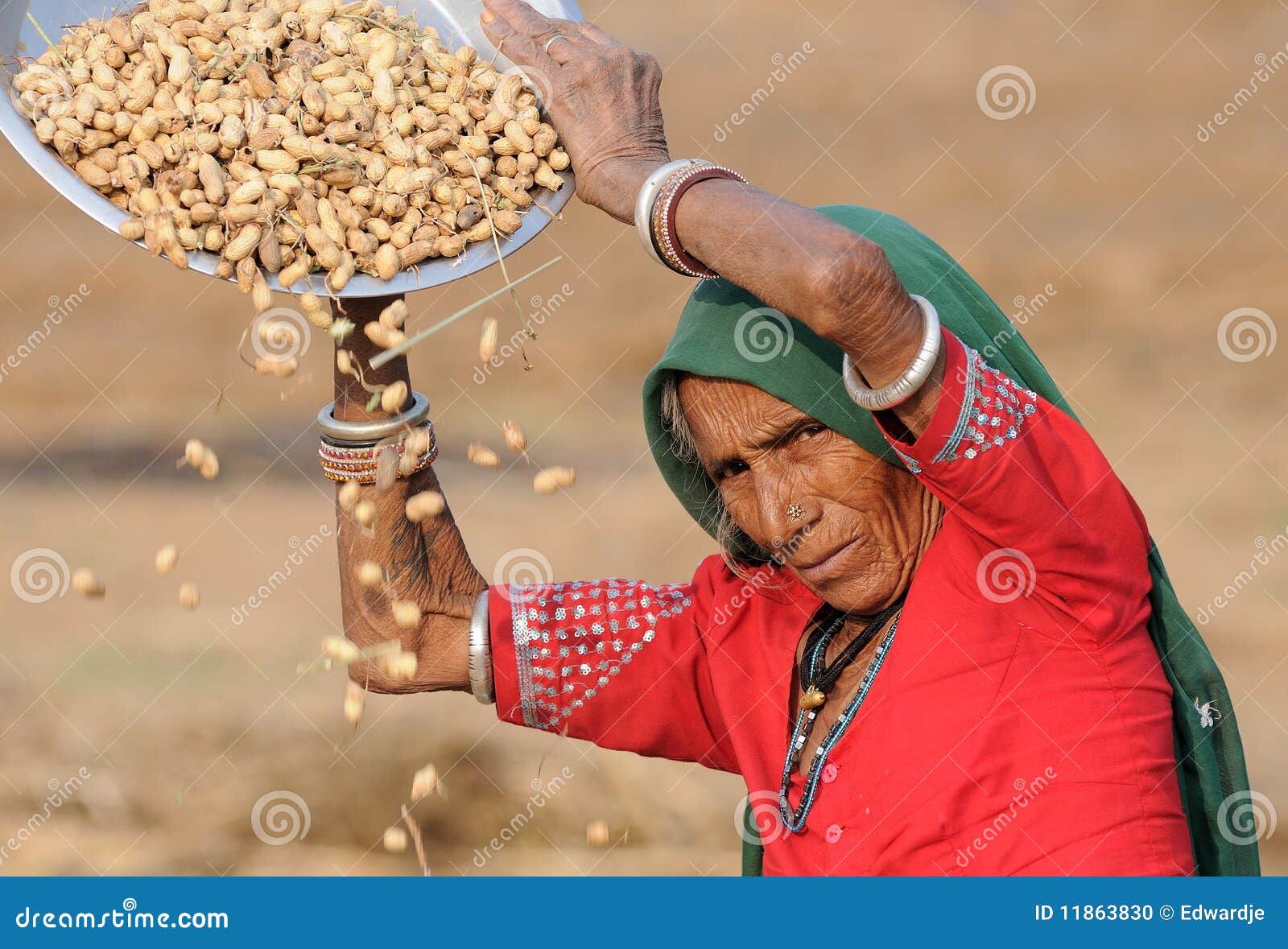 Harvesting peanuts editorial image. Image of india, culture 11863830