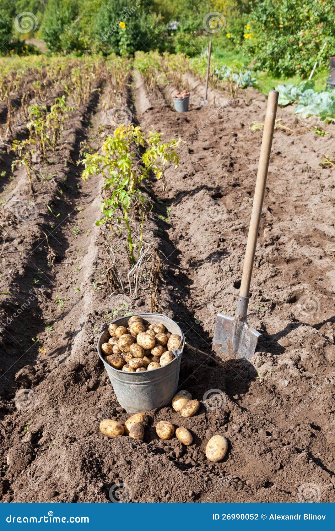 Harvesting potatoes stock photo. Image of small, food 26990052