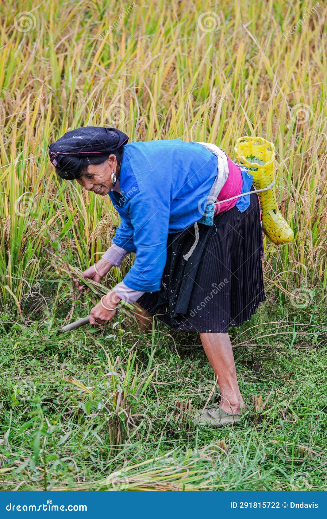 Harvesting Rice In He Dragon S Backbone Rice Terraces China Editorial Photography Image Of