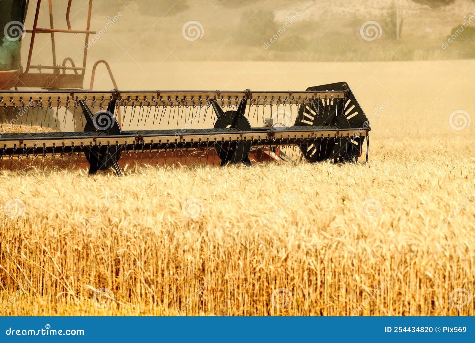 Harvesting a Ripe Wheat Field Stock