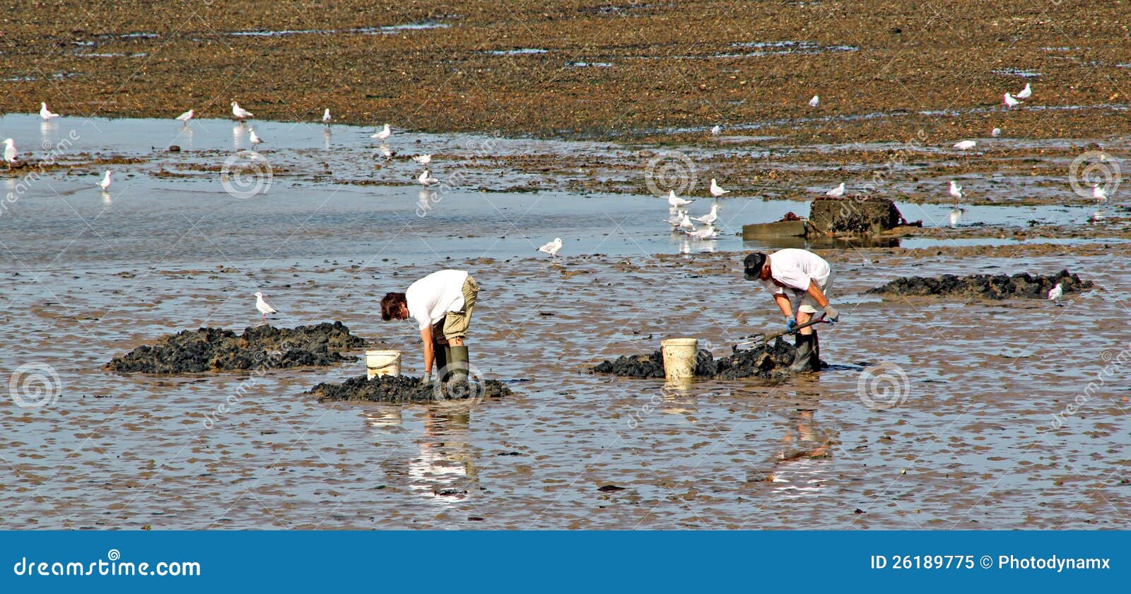 Harvesting shellfish editorial image. Image of industry 26189775