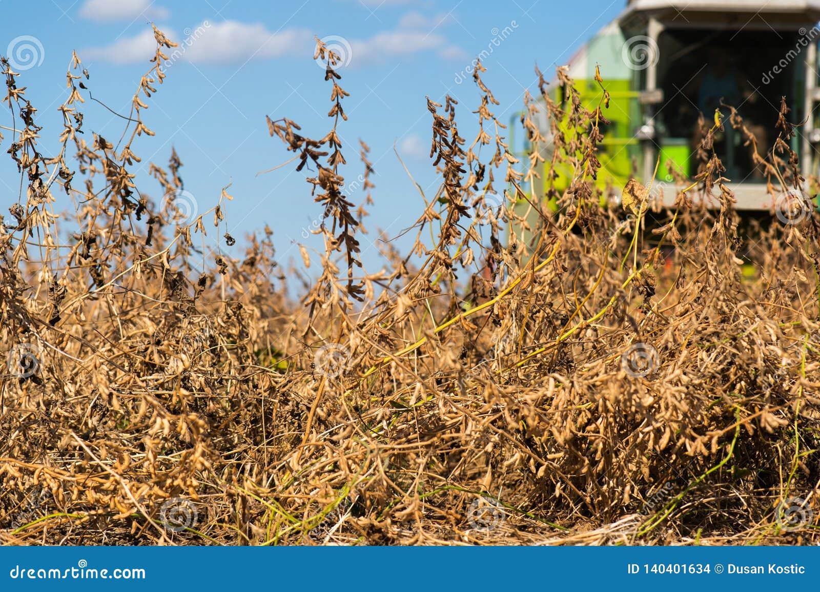 Harvesting of Soy Bean Field with Combine Stock Photo Image of