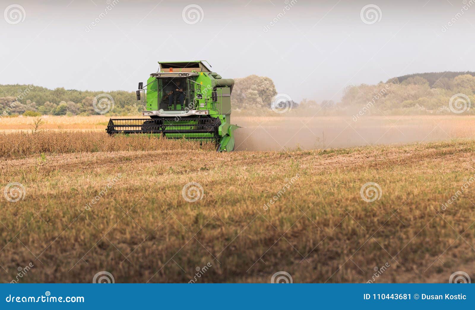 Harvesting of Soybean Field with Combine Stock Image Image of plant, golden 110443681
