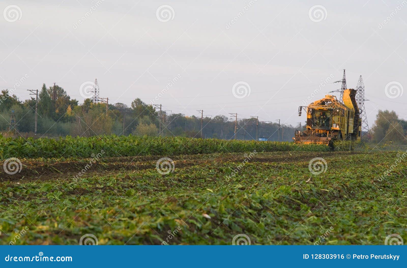 Harvesting sugar beets stock photo. Image of agriculture 128303916