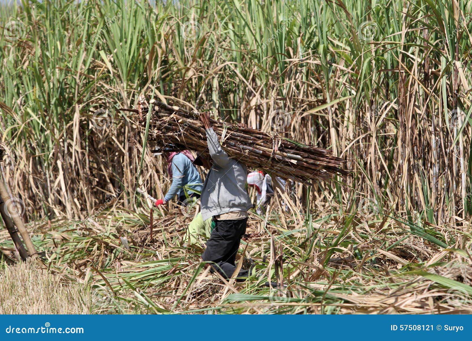 Harvesting sugar cane editorial photo. Image of karanganyar 57508121