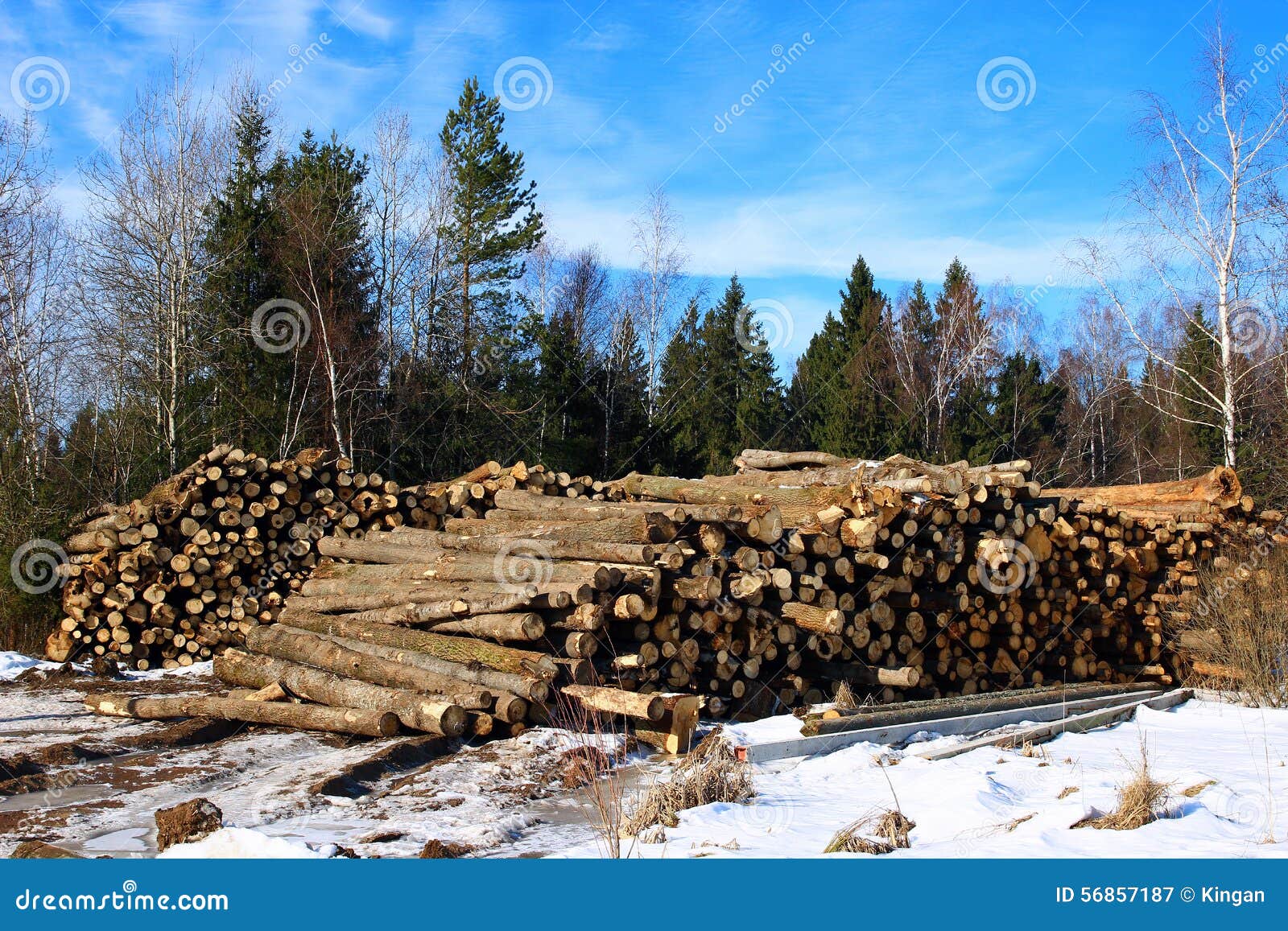 Harvesting Timber Logs in a Forest Stock Image Image of forestry