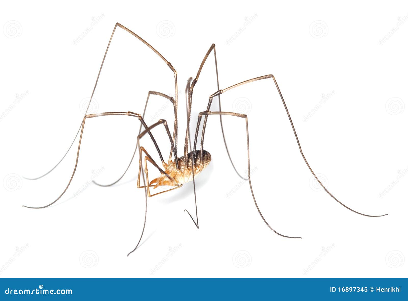 428 Opiliones Spider Stock Photos - Free & Royalty-Free Stock Photos from  Dreamstime