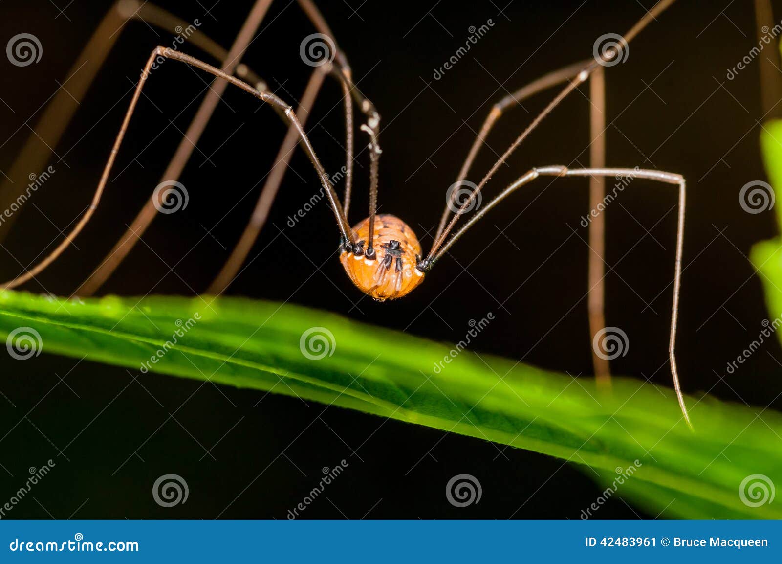 428 Opiliones Spider Stock Photos - Free & Royalty-Free Stock Photos from  Dreamstime