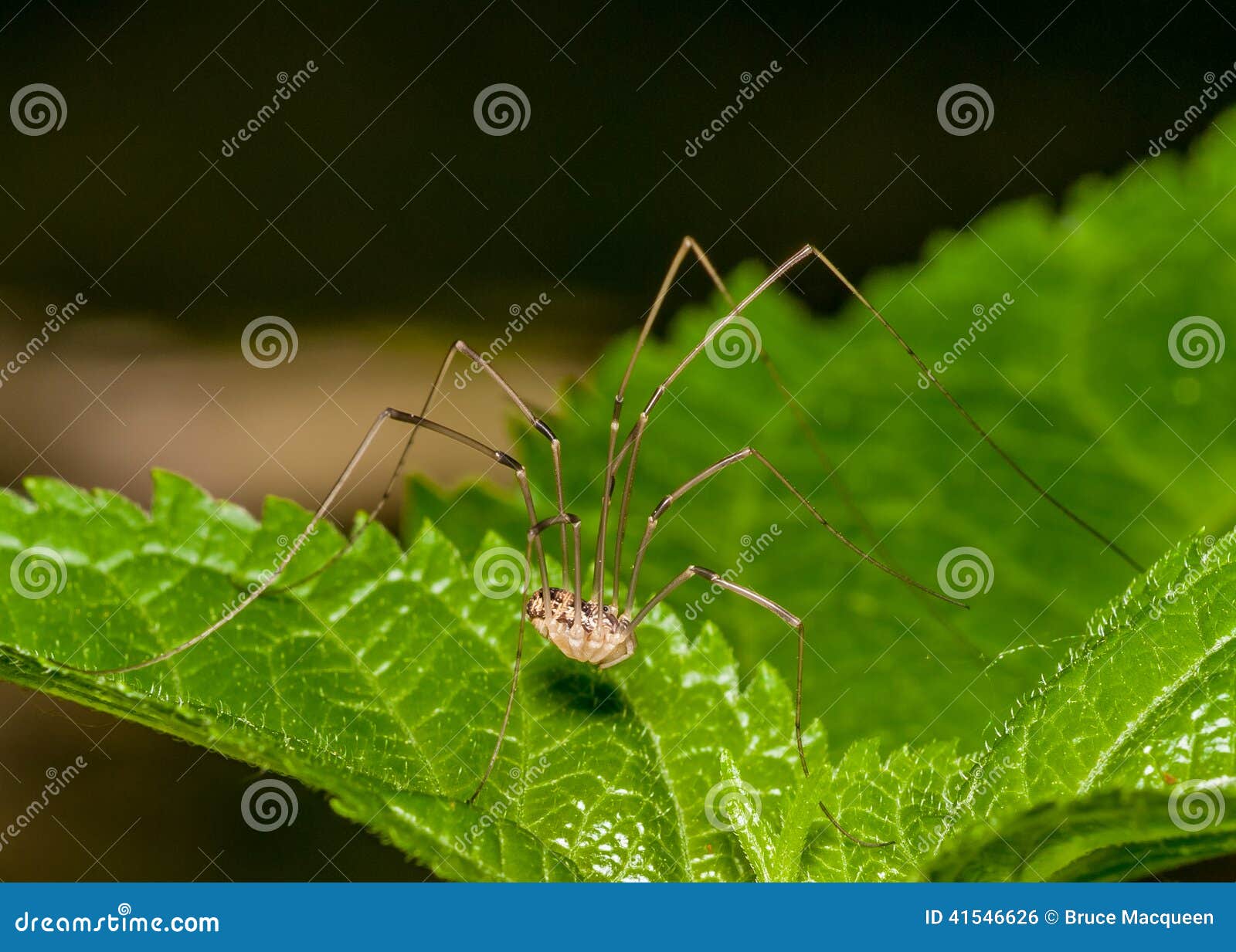 Harvestmen spider hi-res stock photography and images - Alamy