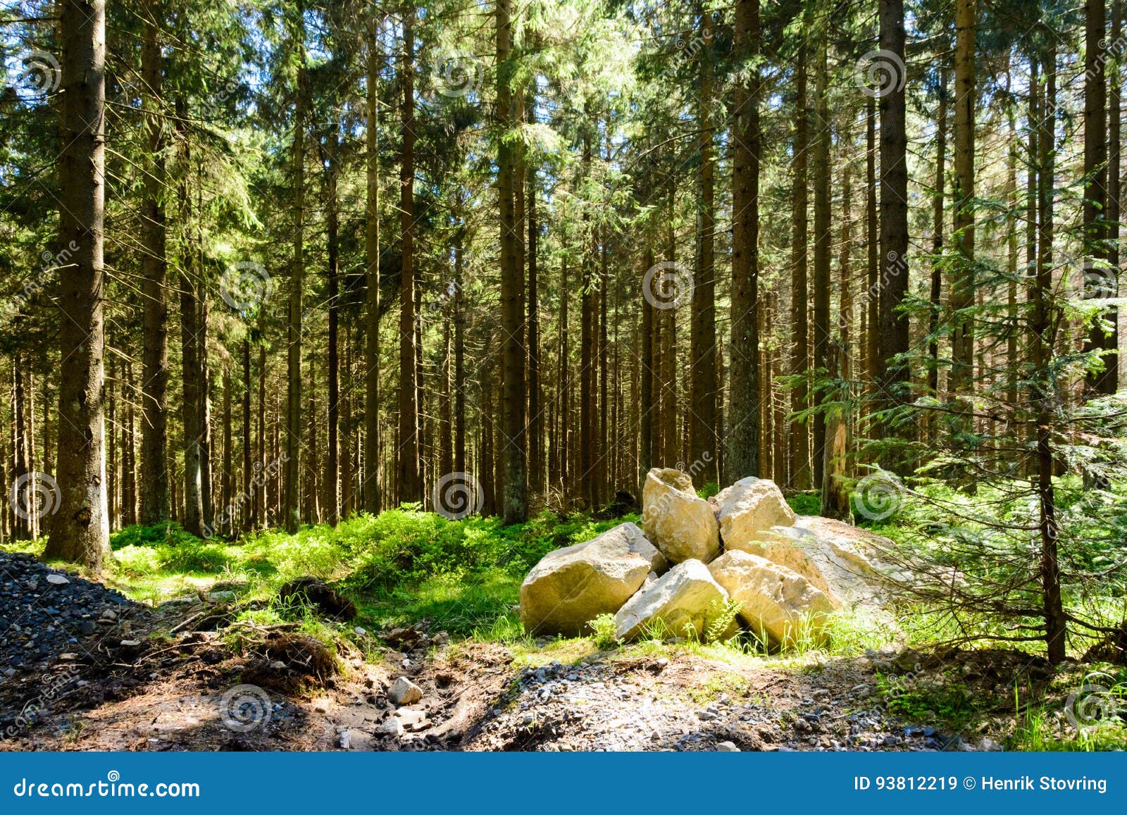 harz - pine forrest