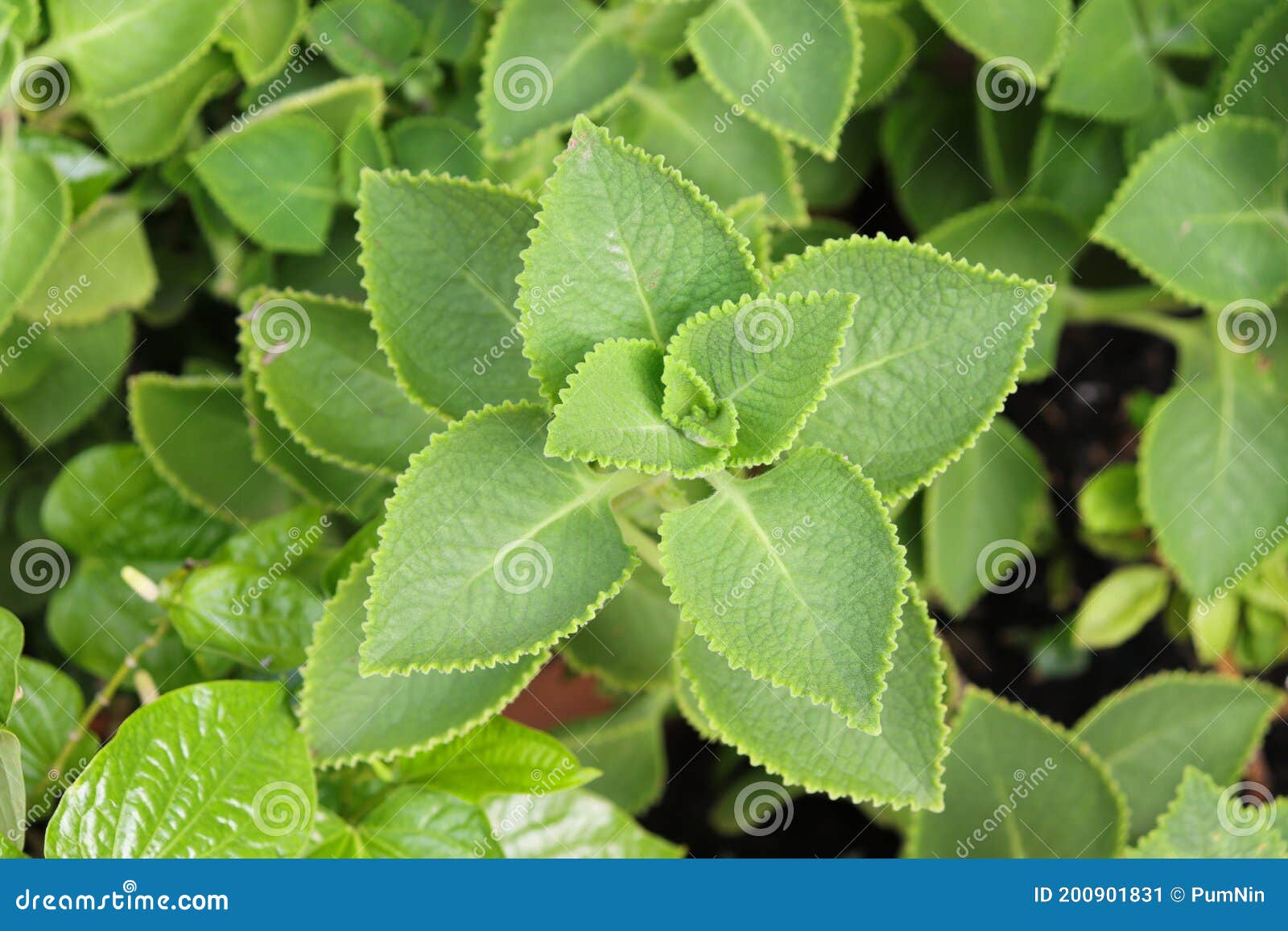 Plectranthus Amboinicus Lour. Spreng. it is Vegetable and Herb Stock ...