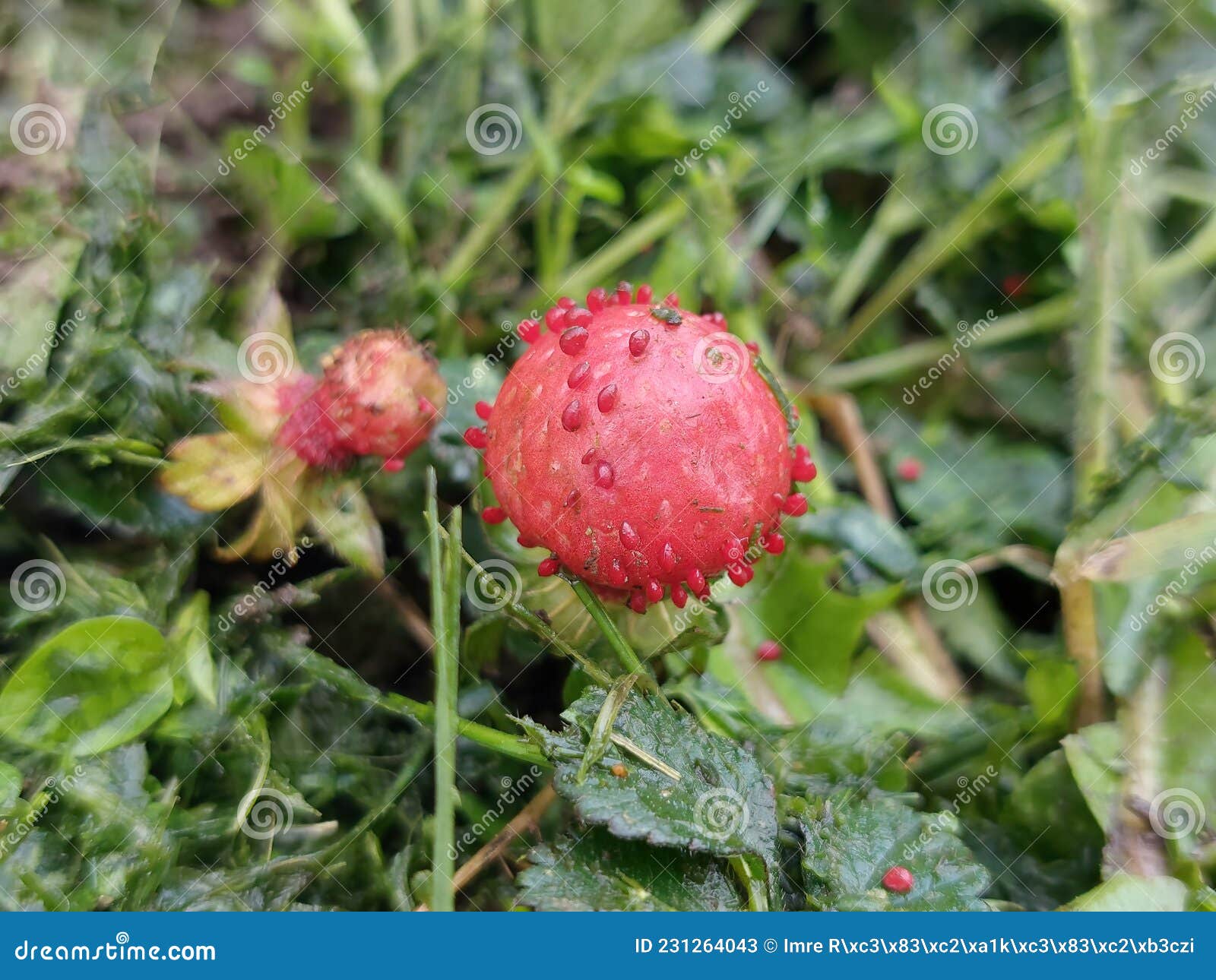 Wild Strawberries (Rugia) Growing in the Green Grass. Hungary. Stock
