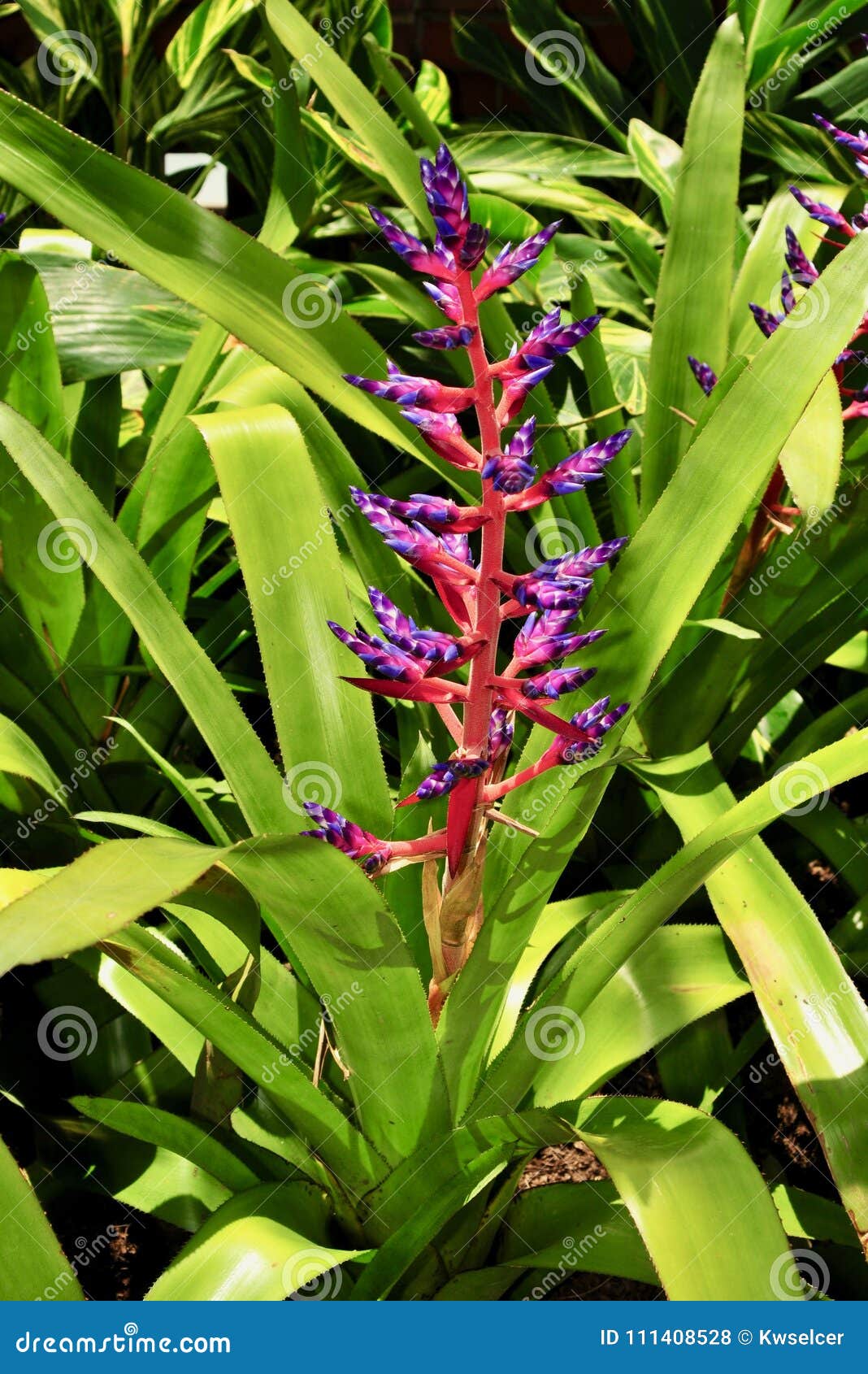 Haste De Flor Roxa E Vermelha Colorida De Uma Bromeliácea Foto de Stock -  Imagem de crescimento, tropical: 111408528