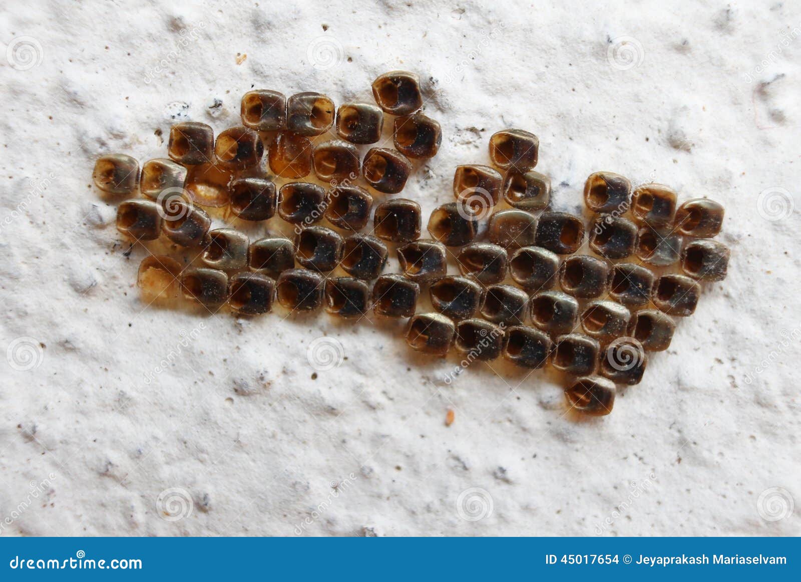 Hatched Eggs of a Moth or Butterfly Stock Photo Image of life