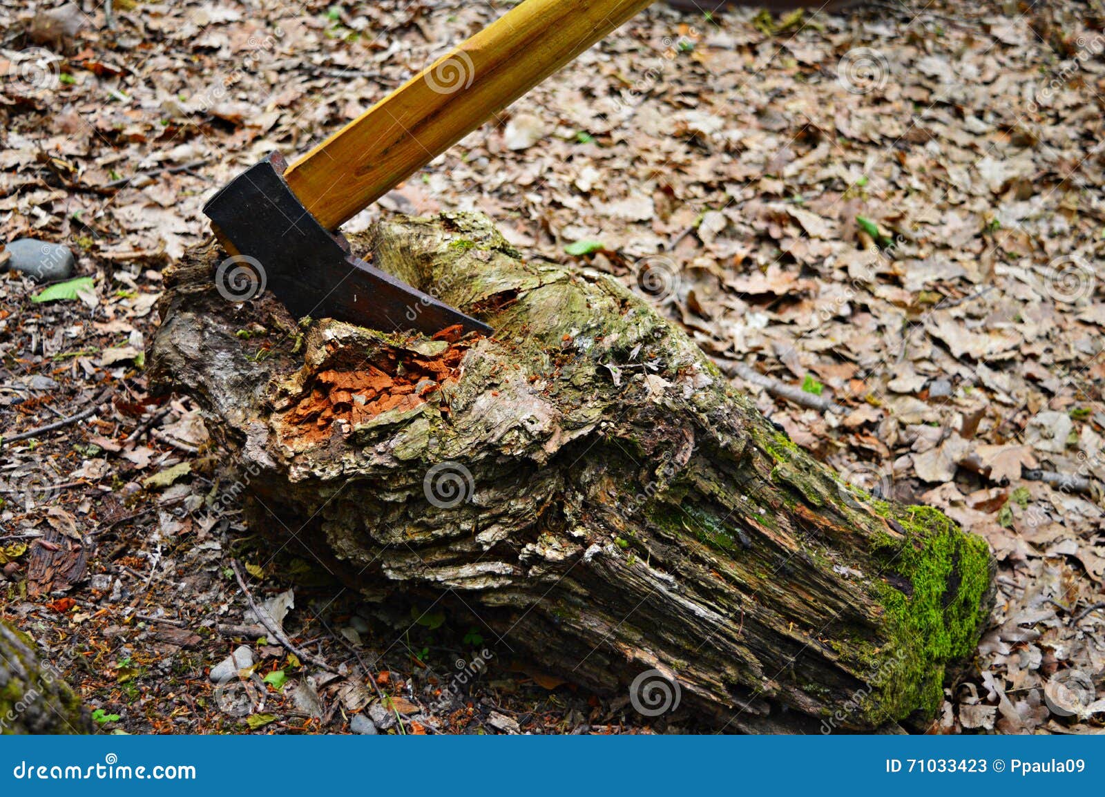 Hatchet in the wood stock image. Image of traditional 71033423