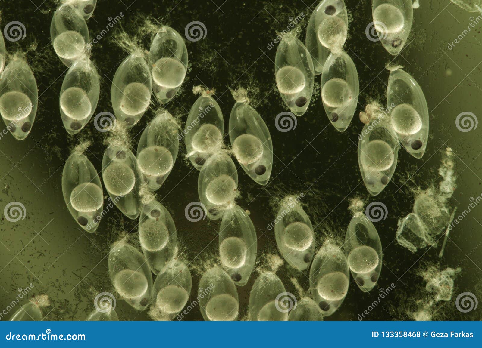 Hatching from Eggs Chinese Sleeper Fish, Perccottus Glenii Stock Photo