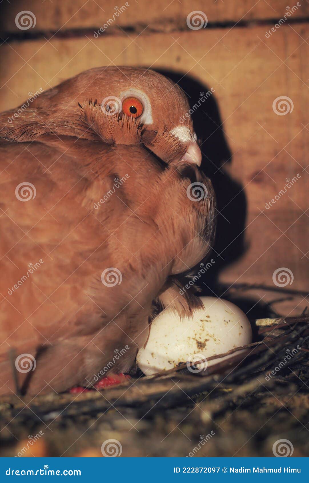 Hatching Eggs. Pigeon Hatching Eggs in Nest. Pigeon with Little Egg