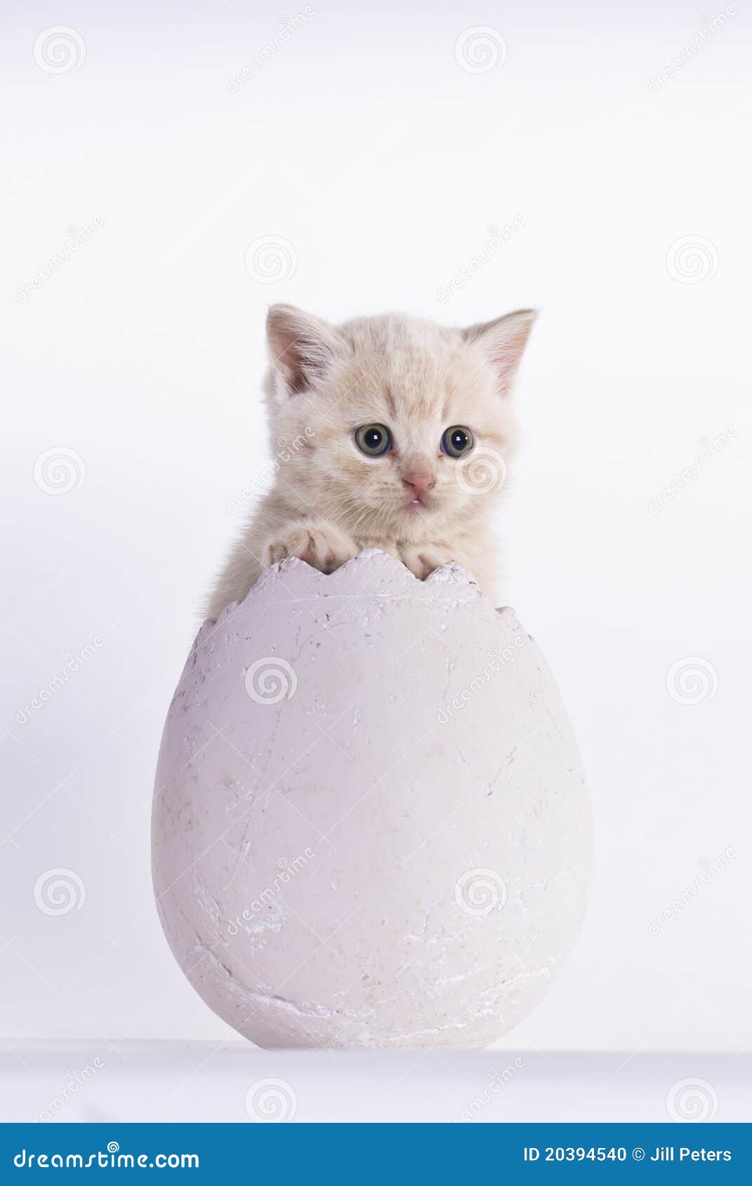 eggs for kittens