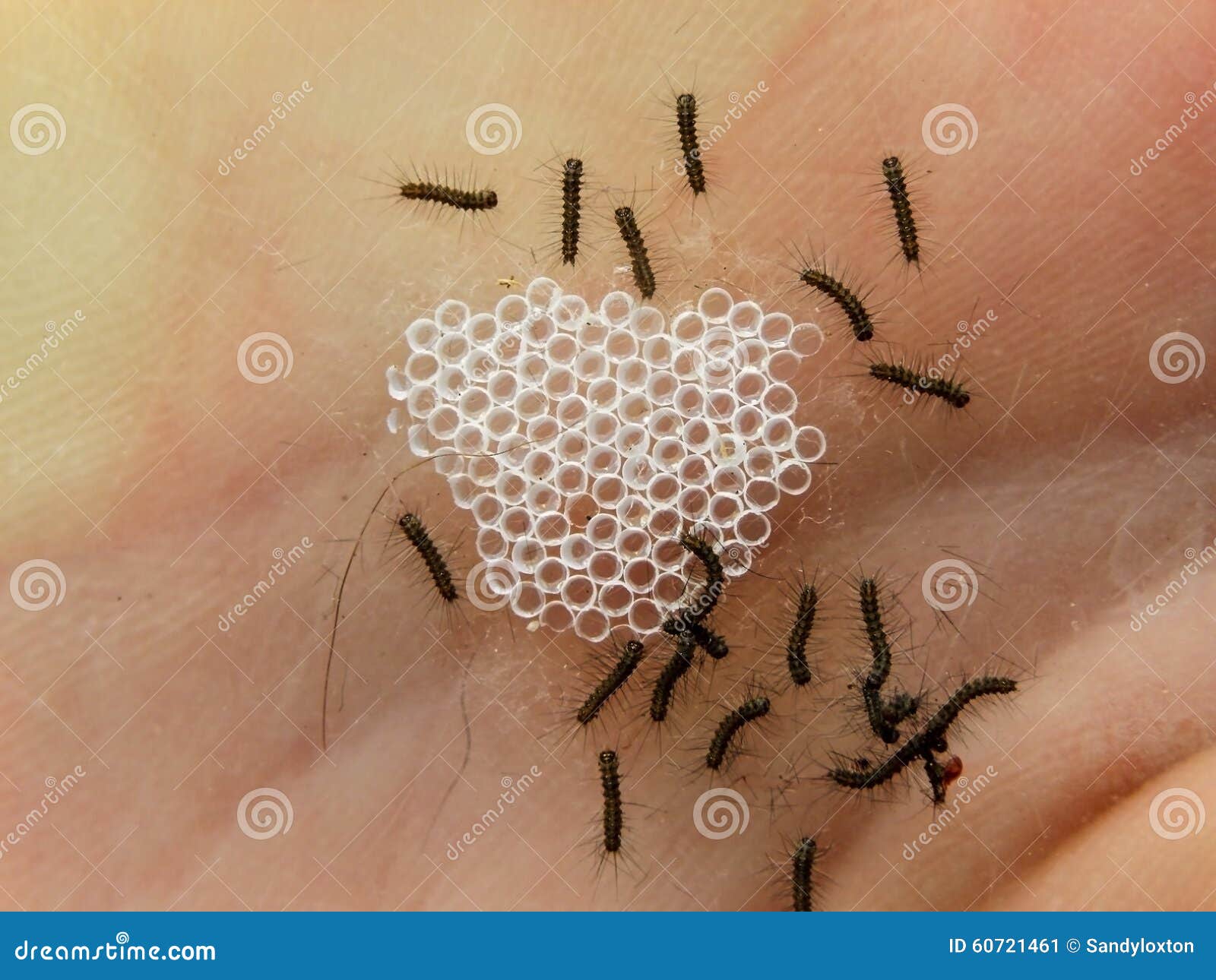 Hatching Moth Caterpillars 2 Stock Image Image of hatching, hands