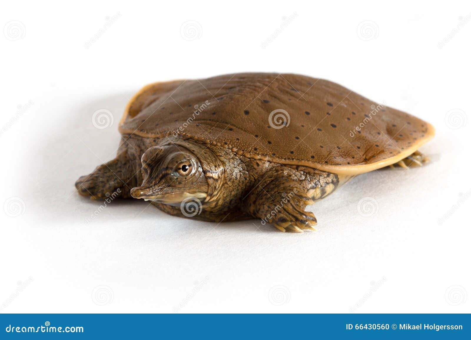 Hatchling Spiny Softshell Turtle - Front Left Stock Photo - Image of ...