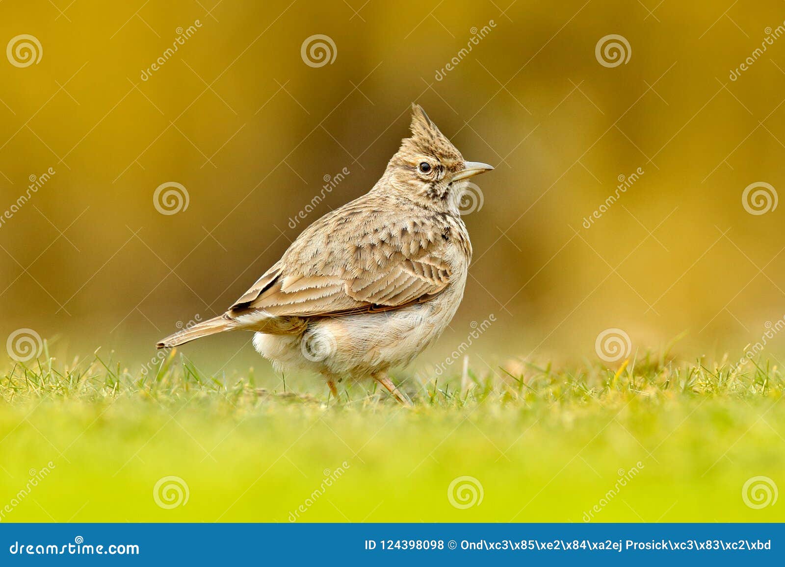 Haubenlerche Galerida Cristata Im Gras Auf Der Wiese Vogel Im Naturlebensraum Tschechische Republik Grauer Brauner Vogelesprit Stockfoto Bild Von Brauner Grauer