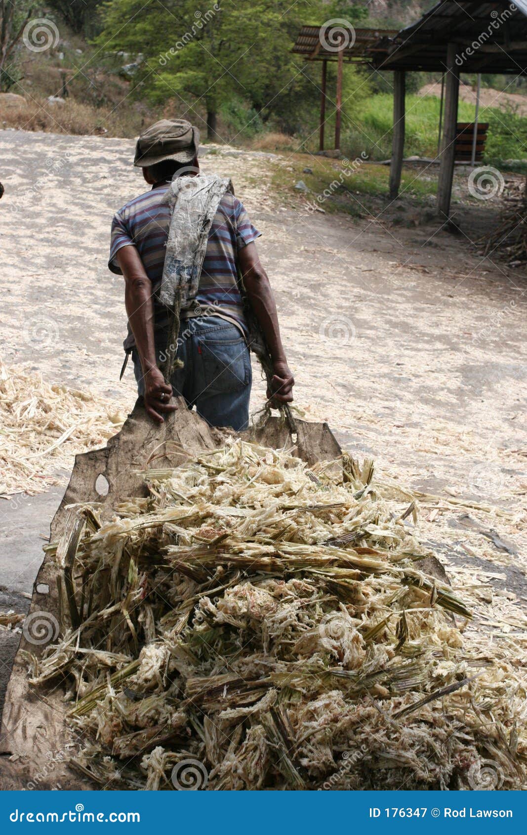 Hauling Sugar Cane stock image. Image of purify, craft 176347