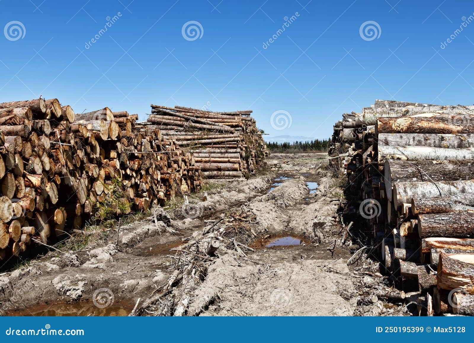 haulroad, entrance to the log yard