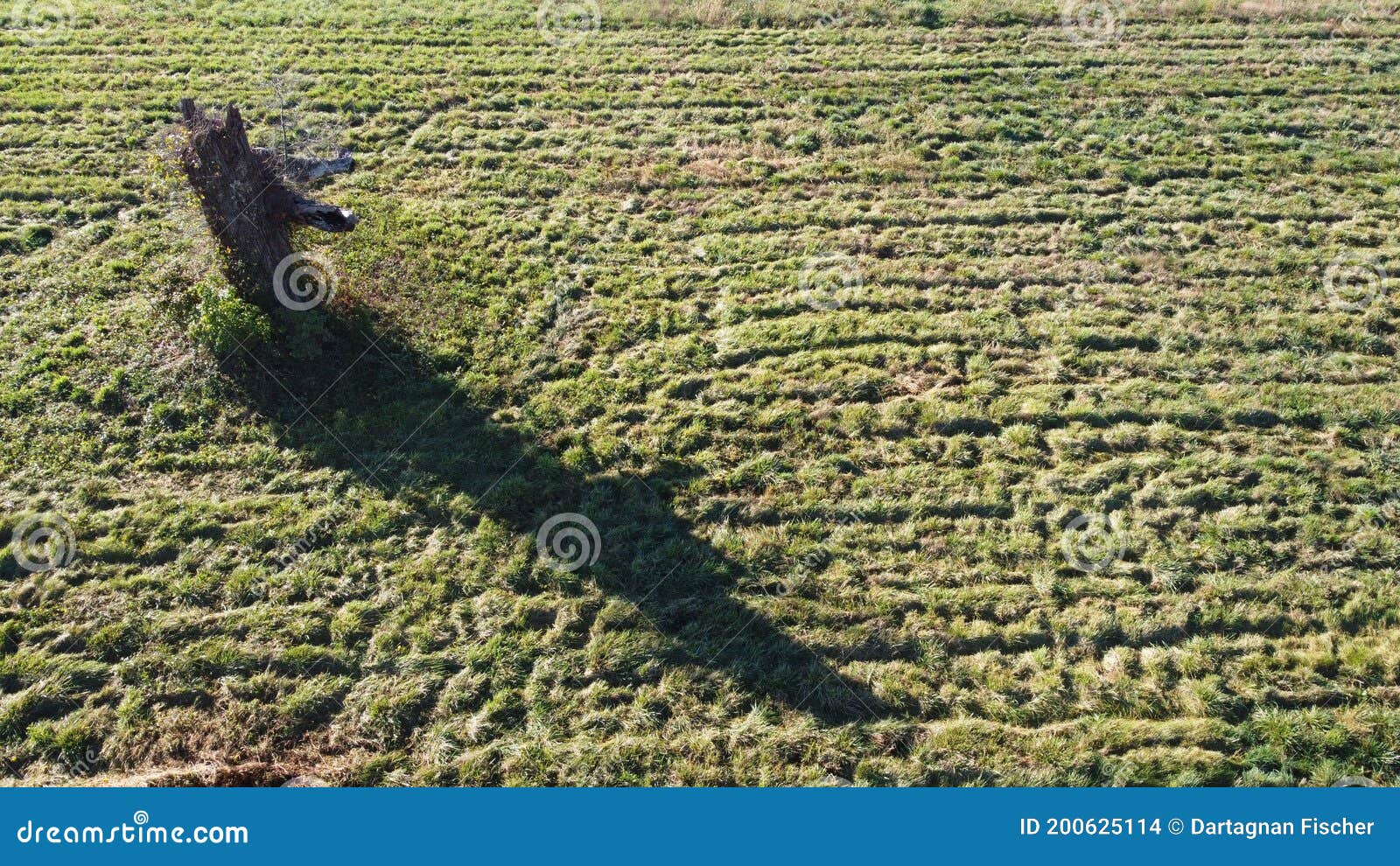 Haunted Civil War Tree stock photo. Image of dead, haunted - 200625114