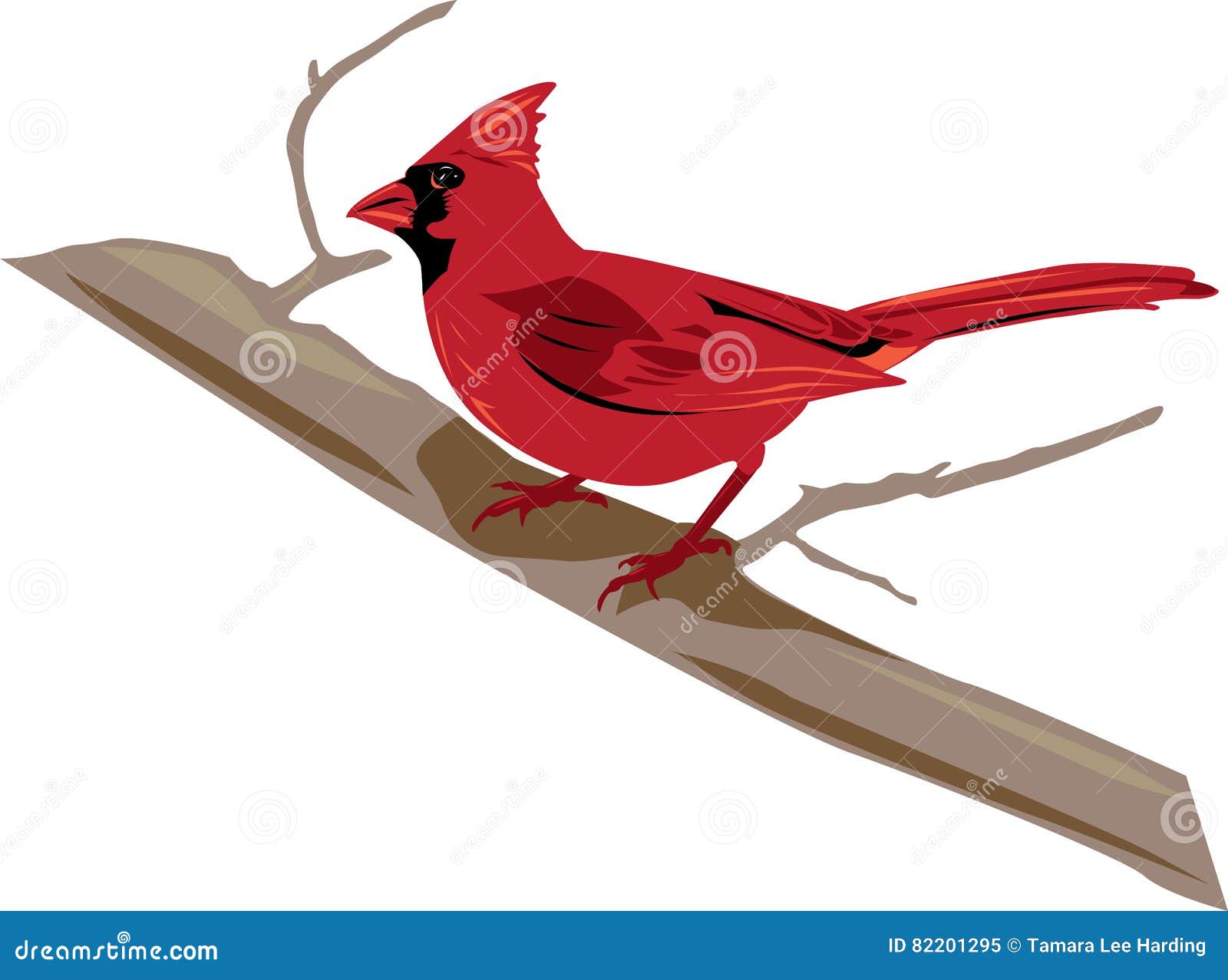 Hauptsächlicher Vogel, roter Mann, auf einer Niederlassungsillustration. Männlicher roter hauptsächlicher Vogel auf einer Niederlassungsvektorillustration