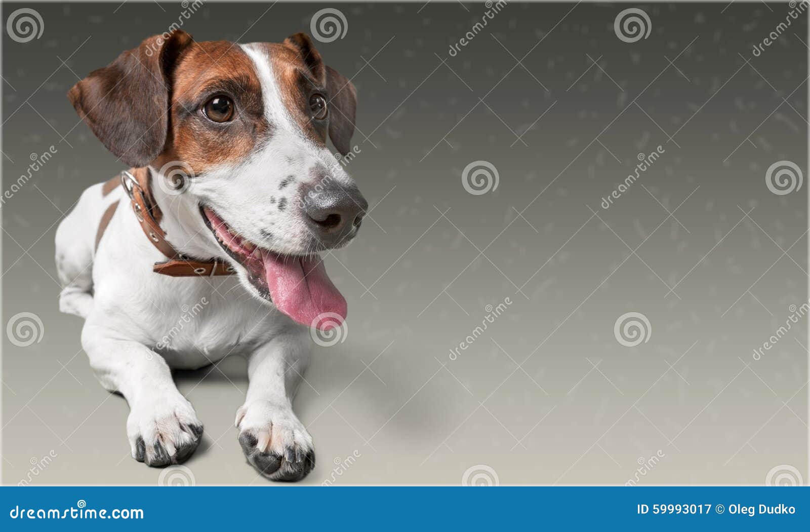 Sorgfalt-Heilungsgesundheit des Haustiertieres erste Hunde