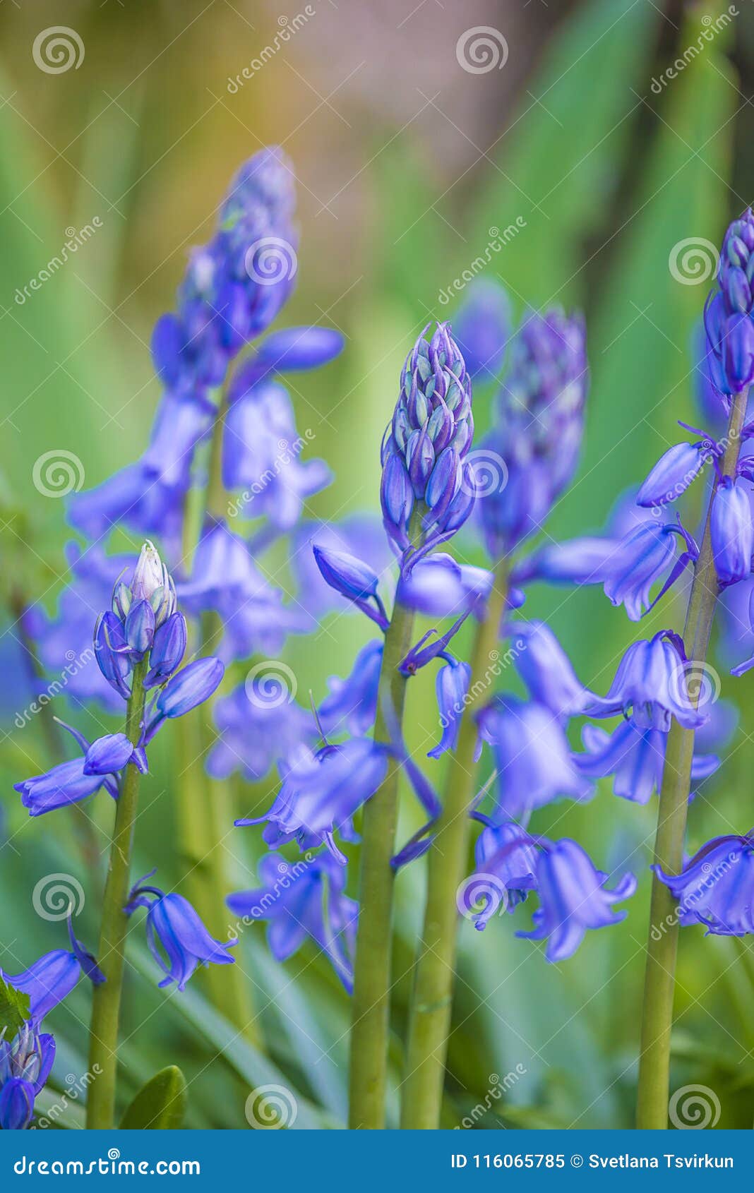 Haut étroit De Fleurs Bleues De Jacinthe Sauvage Image stock - Image du  jacinthe, forêt: 116065785