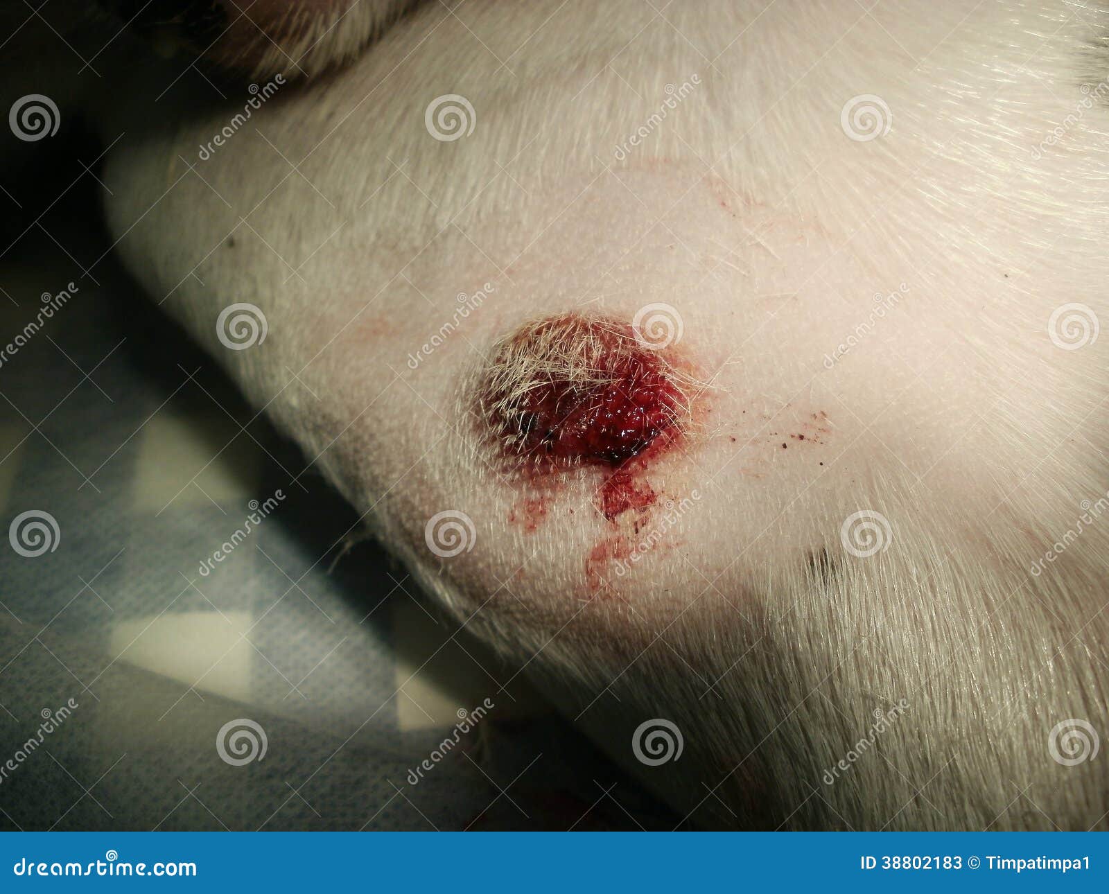 Hauttumor durch Hund stockbild. Bild von tiere, chirurgie 38802183