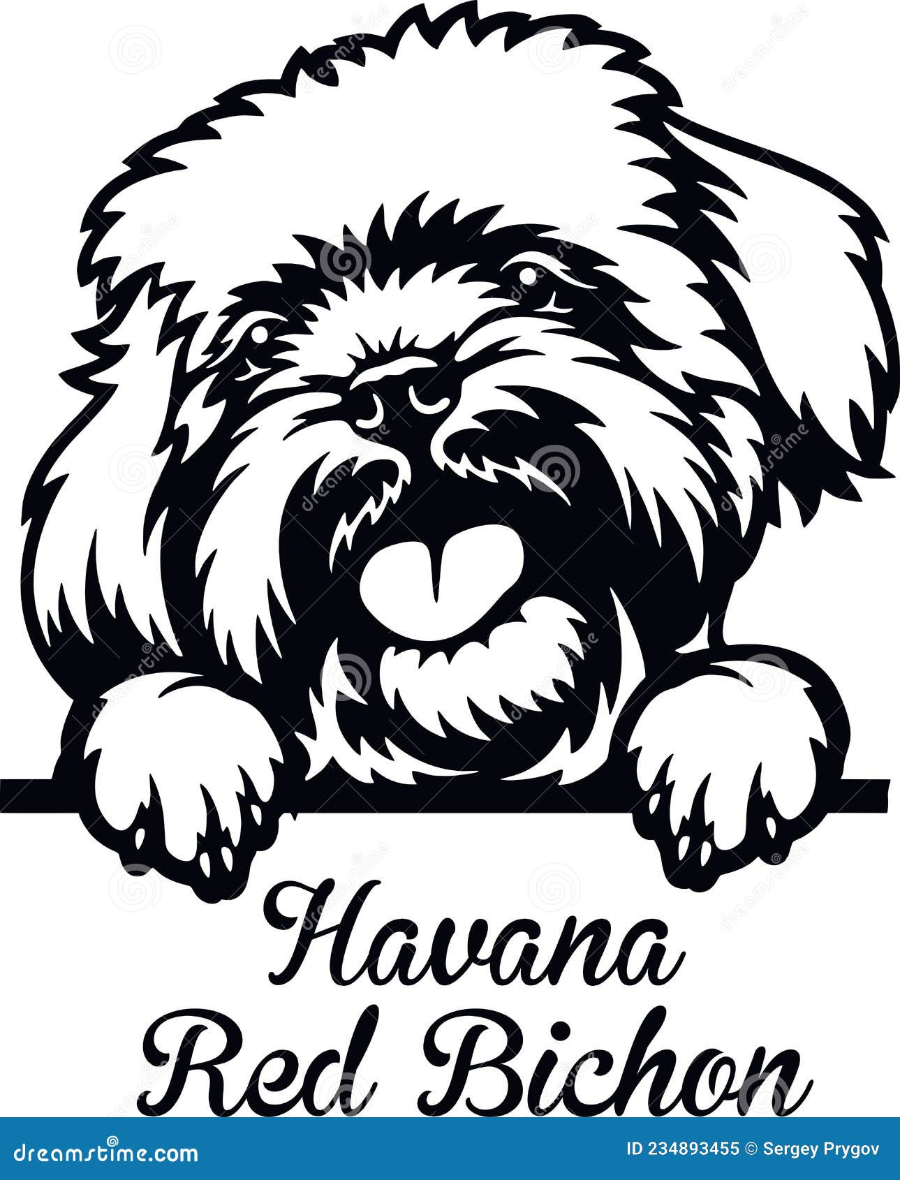 havana red bichon peeking dog - head  on white
