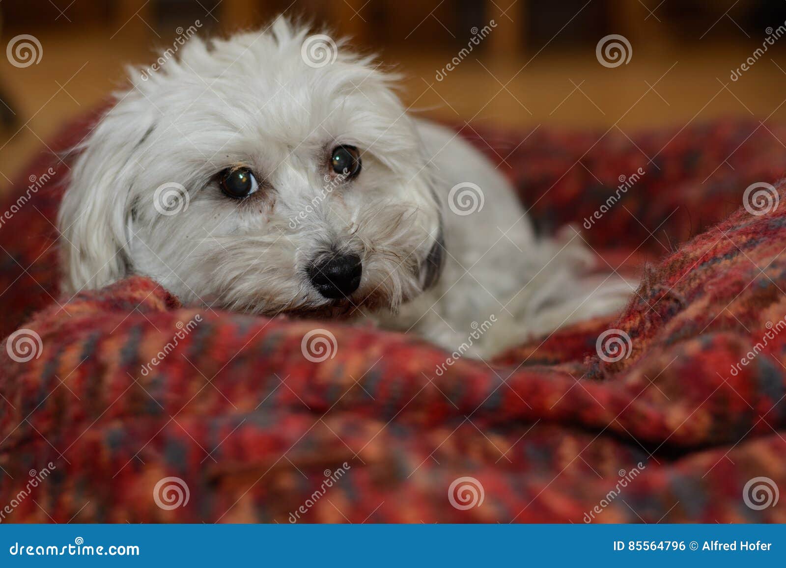 Havanese in his dog bed stock photo. Image of breed, allergy 85564796